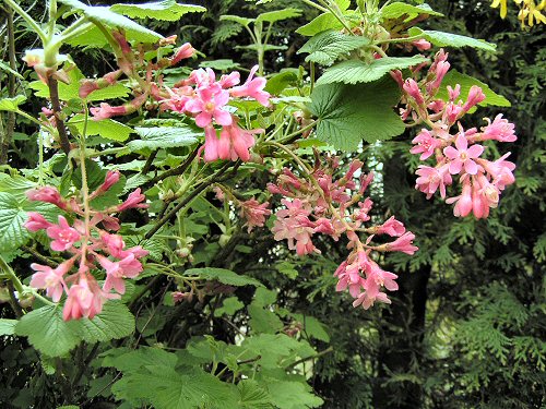 Flowering currant