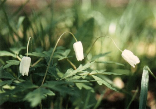 Wood anemone