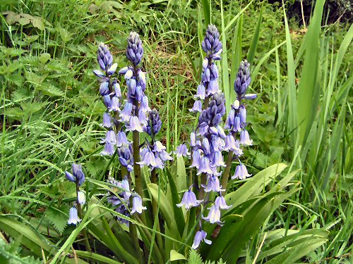 Spanish bluebell