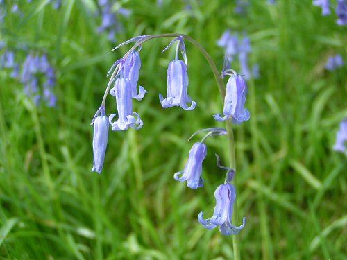 Bluebell