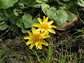 Lesser celandine