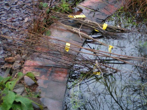 Soaking bare rooted saplings