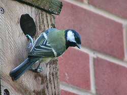 Great tit