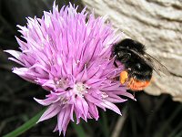 Red-tailed bumblebee on chives