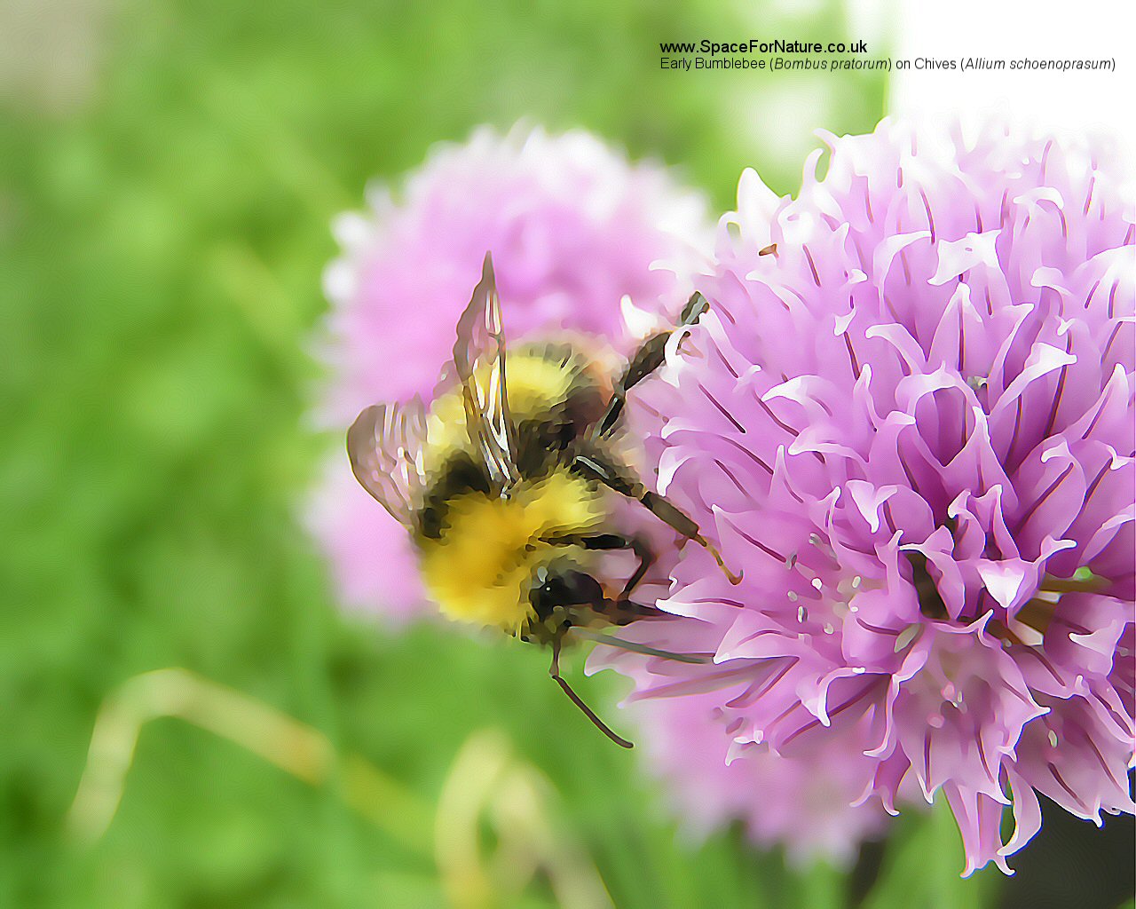 Wallpaper/early-bumblebee.jpg