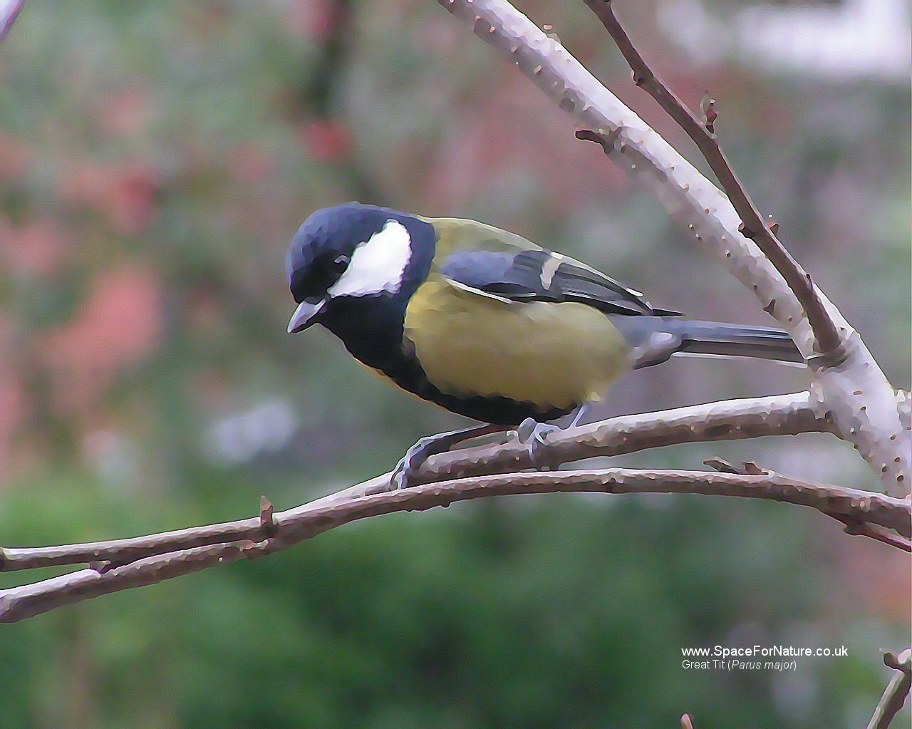 Wallpaper/great-tit.jpg