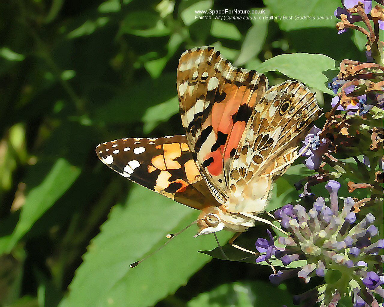 Wallpaper/painted-lady.jpg