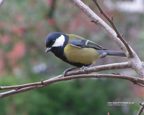 Wallpaper/preview-great-tit.jpg