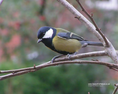 Wallpaper/preview-great-tit.jpg