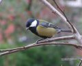 thumb-great-tit.jpg