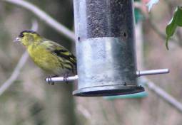 Siskin