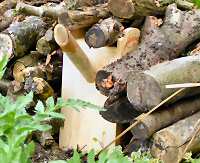 Bee nestbox