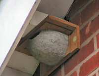 House martin nestbox