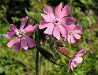 Red campion