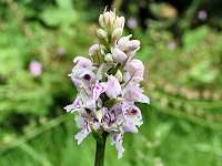 Common spotted orchid