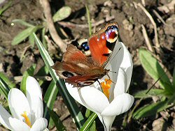 Peacock butterfly