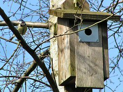 Blue tit with nesting material