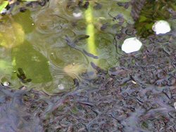 Tadpoles