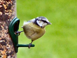 Blue tit