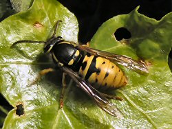 Red wasp