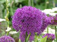 Allium