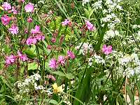 Native planting