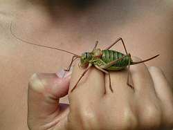 Bush cricket