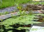 Duckweed on pond