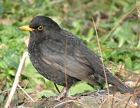 Male blackbird