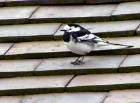 Pied wagtail