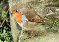 Robin