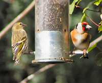 Siskin and goldfinch