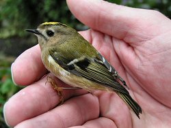 Goldcrest window strike