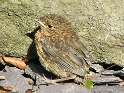 Robin fledgling