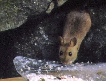 Wood mouse