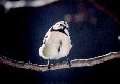 Blue tit
