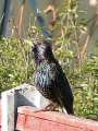 Starling on garden fence