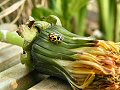 14-spot ladybird