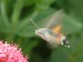 Hummingbird hawkmoth