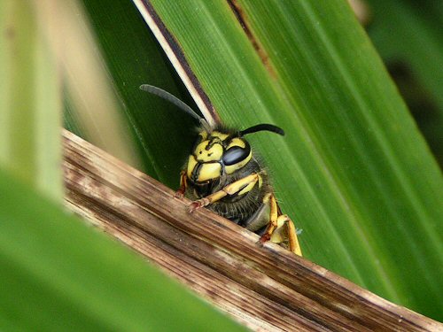 German wasp queen