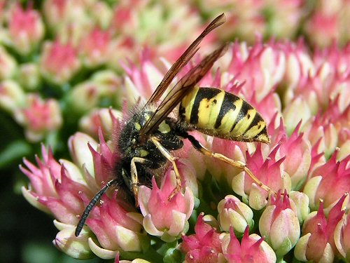 Common wasp on ice plant