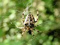 Garden spider