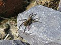 Wolf spider