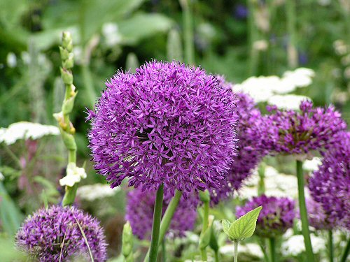 Allium from The Daihatsu Green Garden