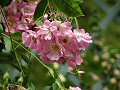 Rose from The Wildlife Trusts Gateway Garden