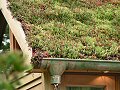 Wildlife Trusts LUSH Garden: Green Roof