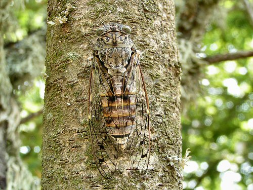 Cicada