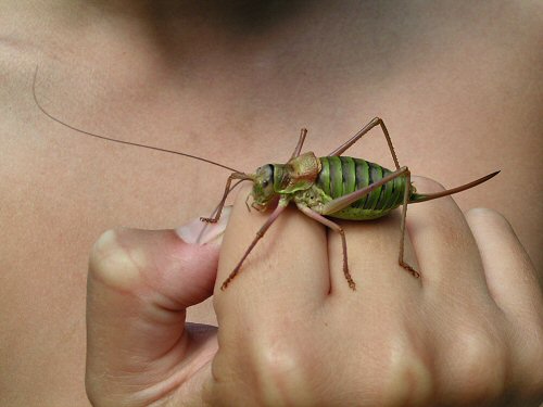 Saddle-backed bush-cricket