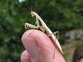 Praying mantis