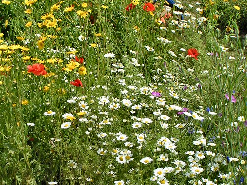 Cornfield annuals from The Garden of the Future